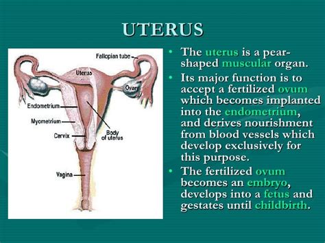 what is uterus in tagalog